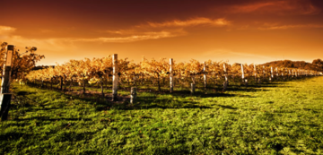 Coteau Saint-Paul - Vignoble / Verger / Cidrerie